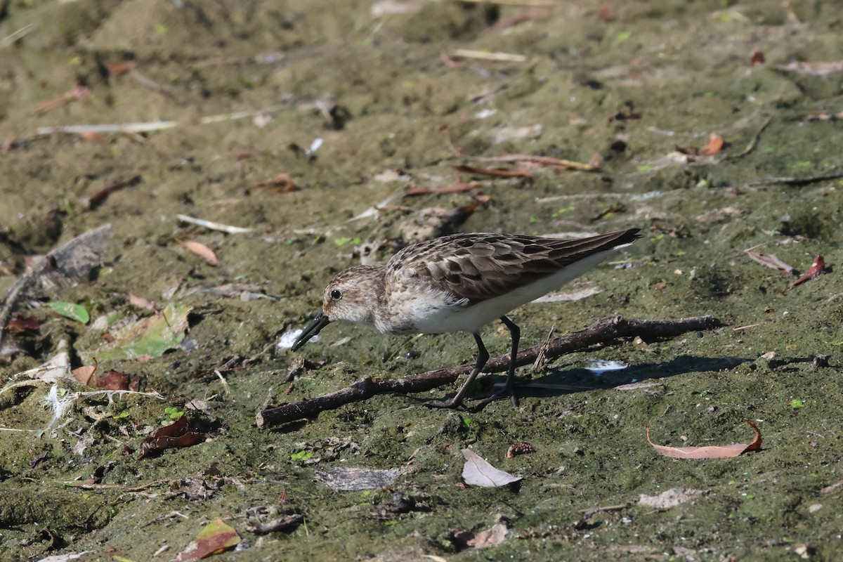 Semipalmated Sandpiper - ML639160412