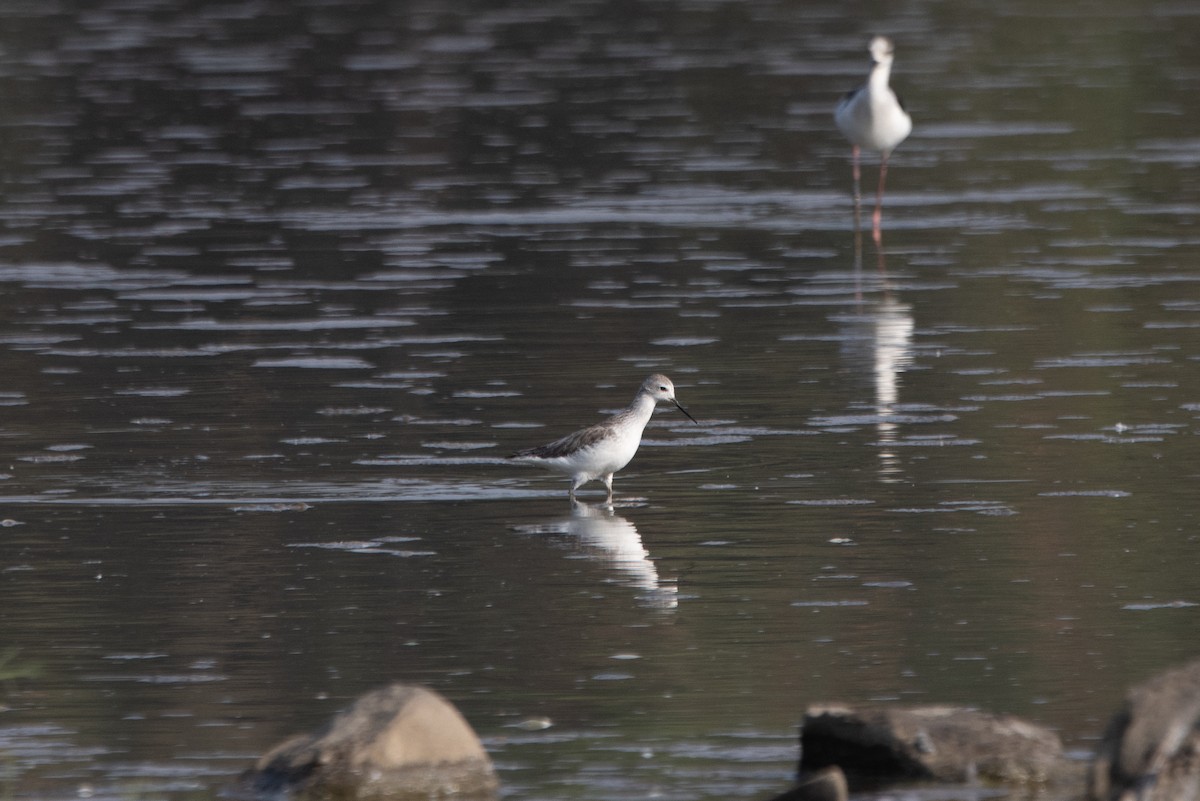 Marsh Sandpiper - ML639160420