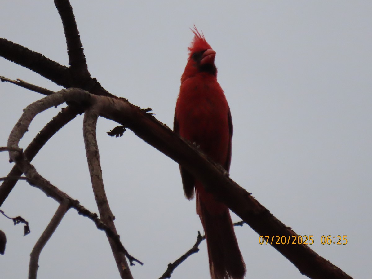 Northern Cardinal - ML639160423