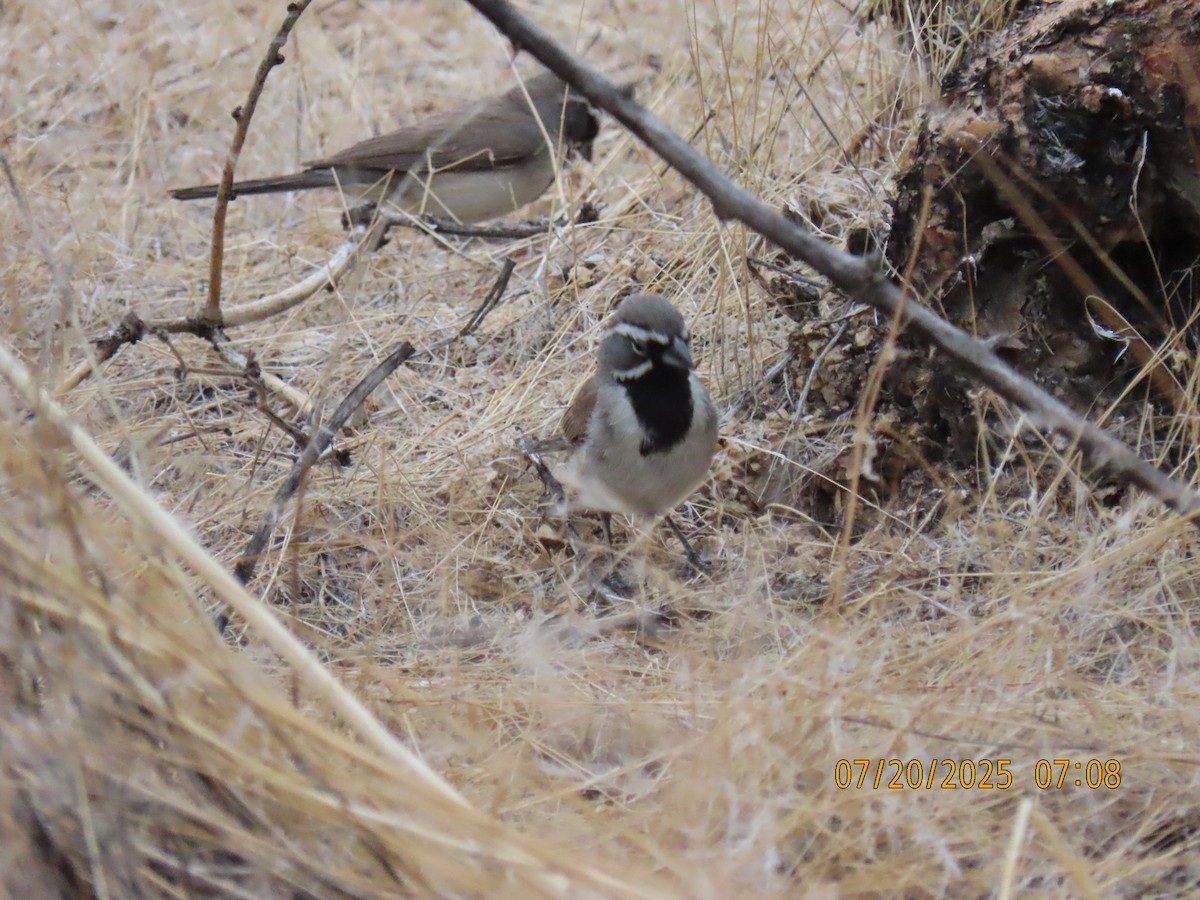 Black-throated Sparrow - ML639160470