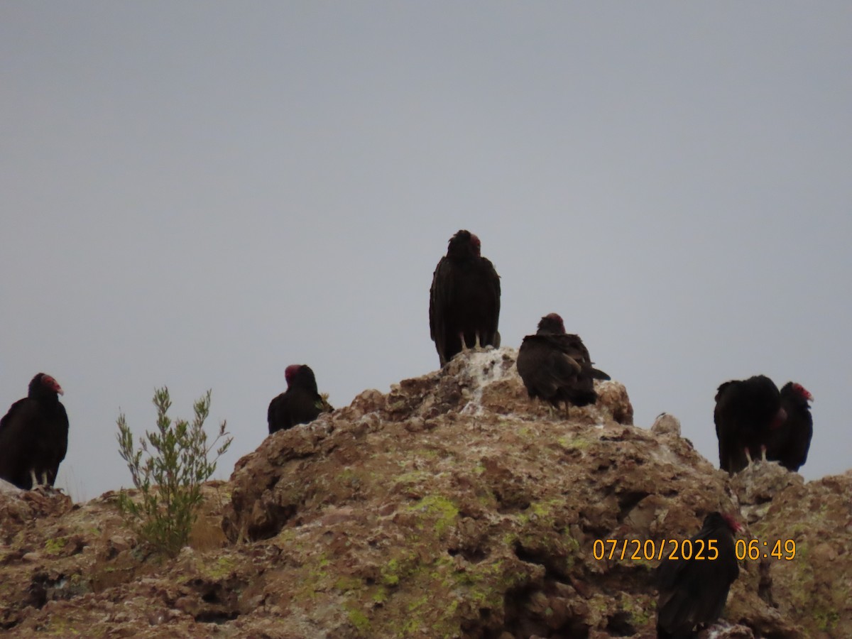 Turkey Vulture - ML639160502