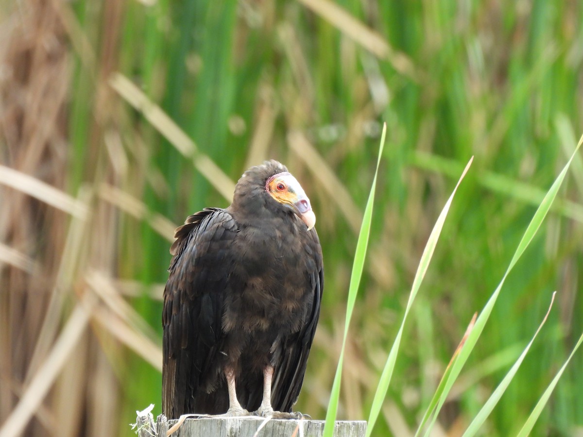 Lesser Yellow-headed Vulture - ML639160540