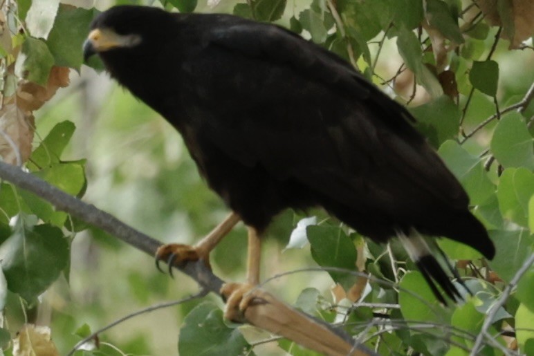 Common Black Hawk - ML639160551