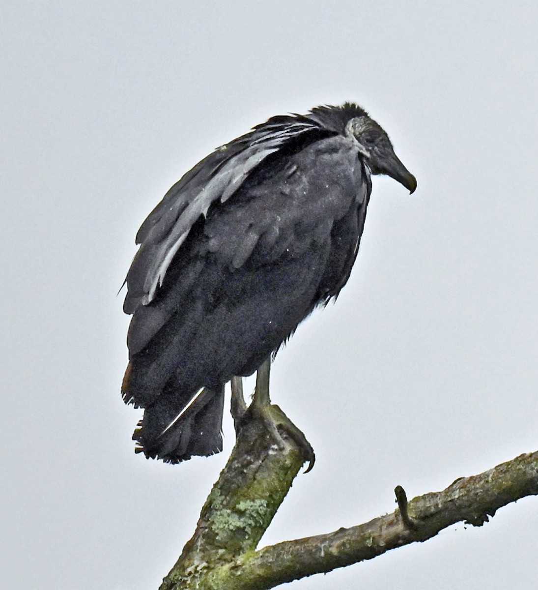 Black Vulture - ML639160552