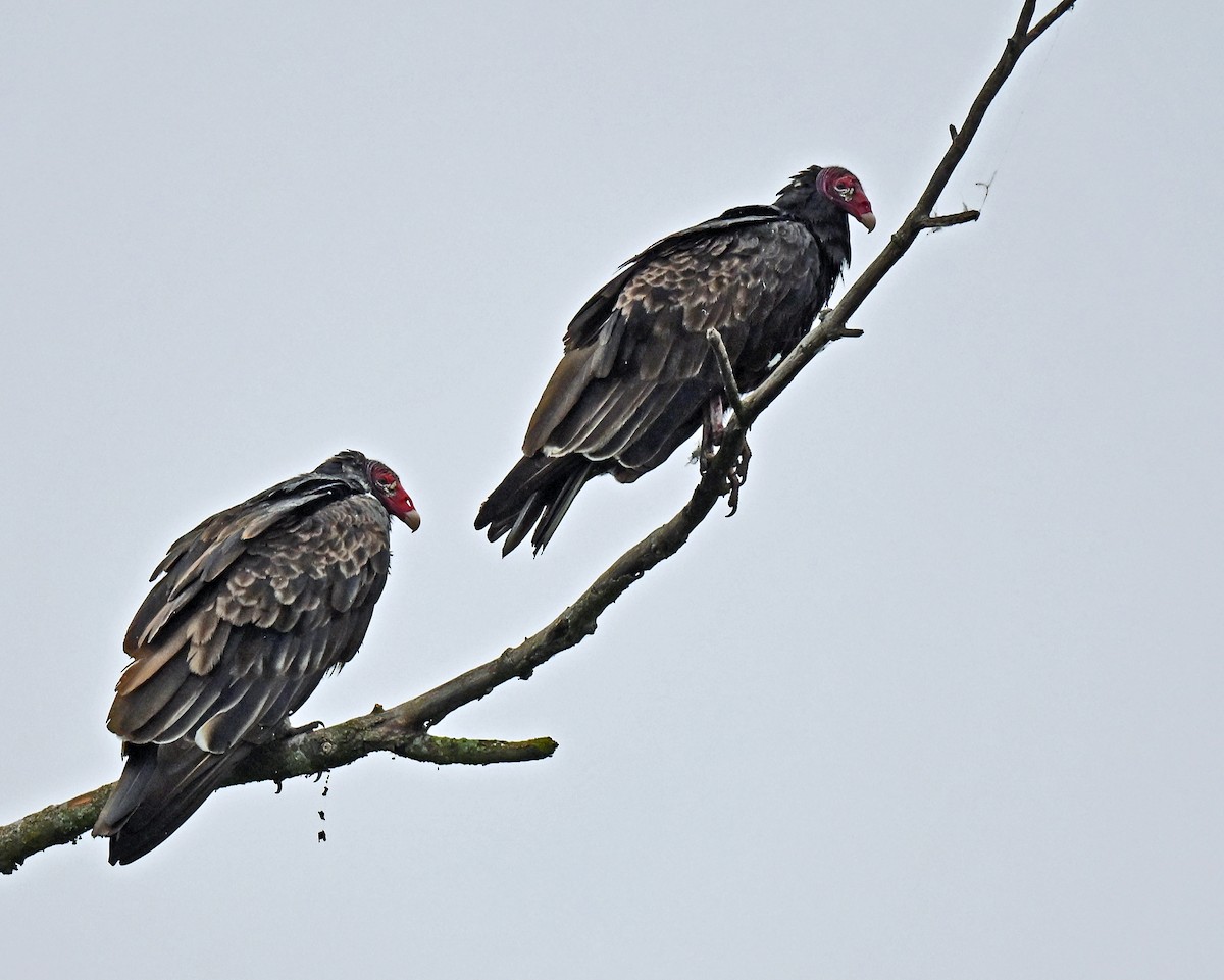 Turkey Vulture - ML639160553