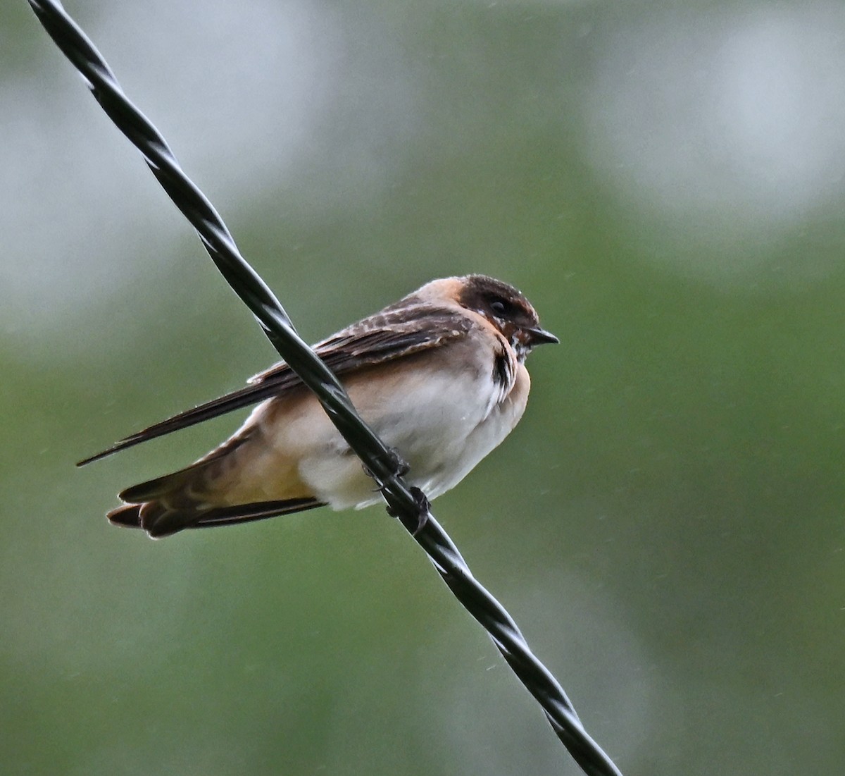 Cliff Swallow - ML639160586