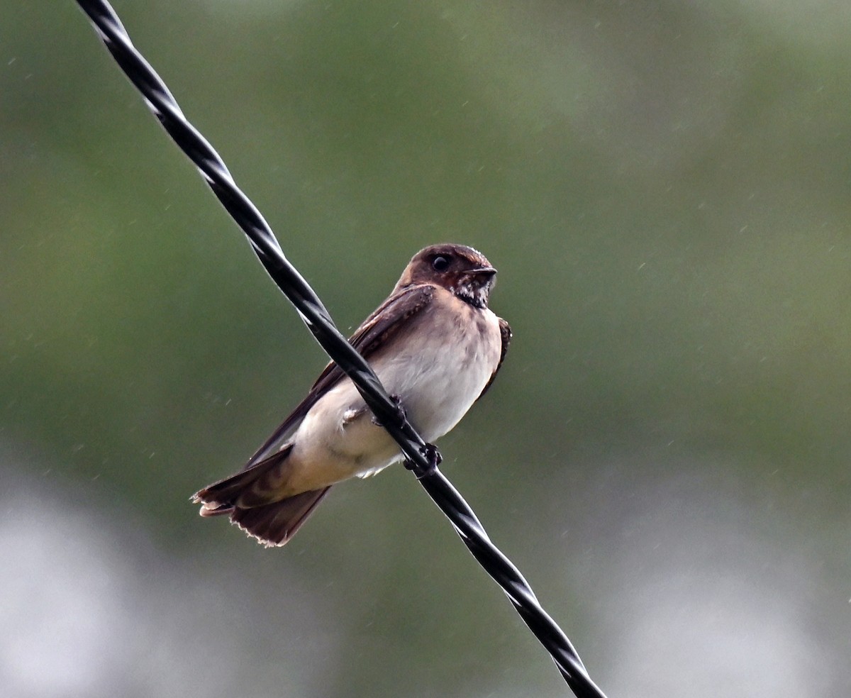 Northern Rough-winged Swallow - ML639160635