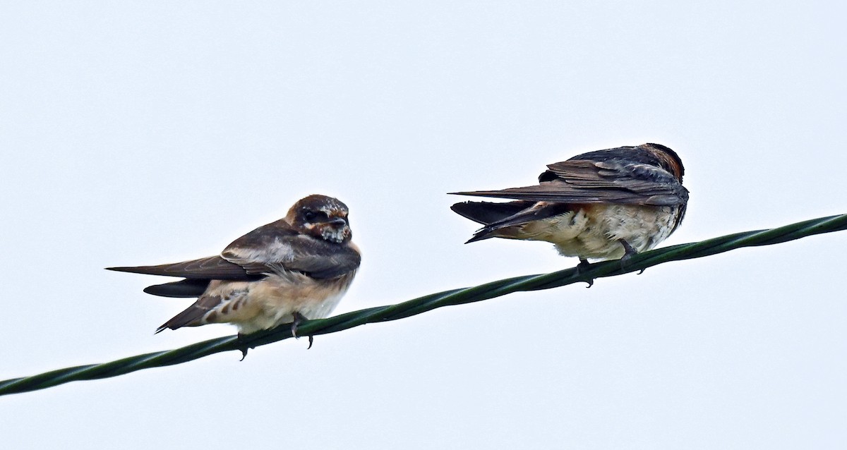 Cliff Swallow - ML639160778