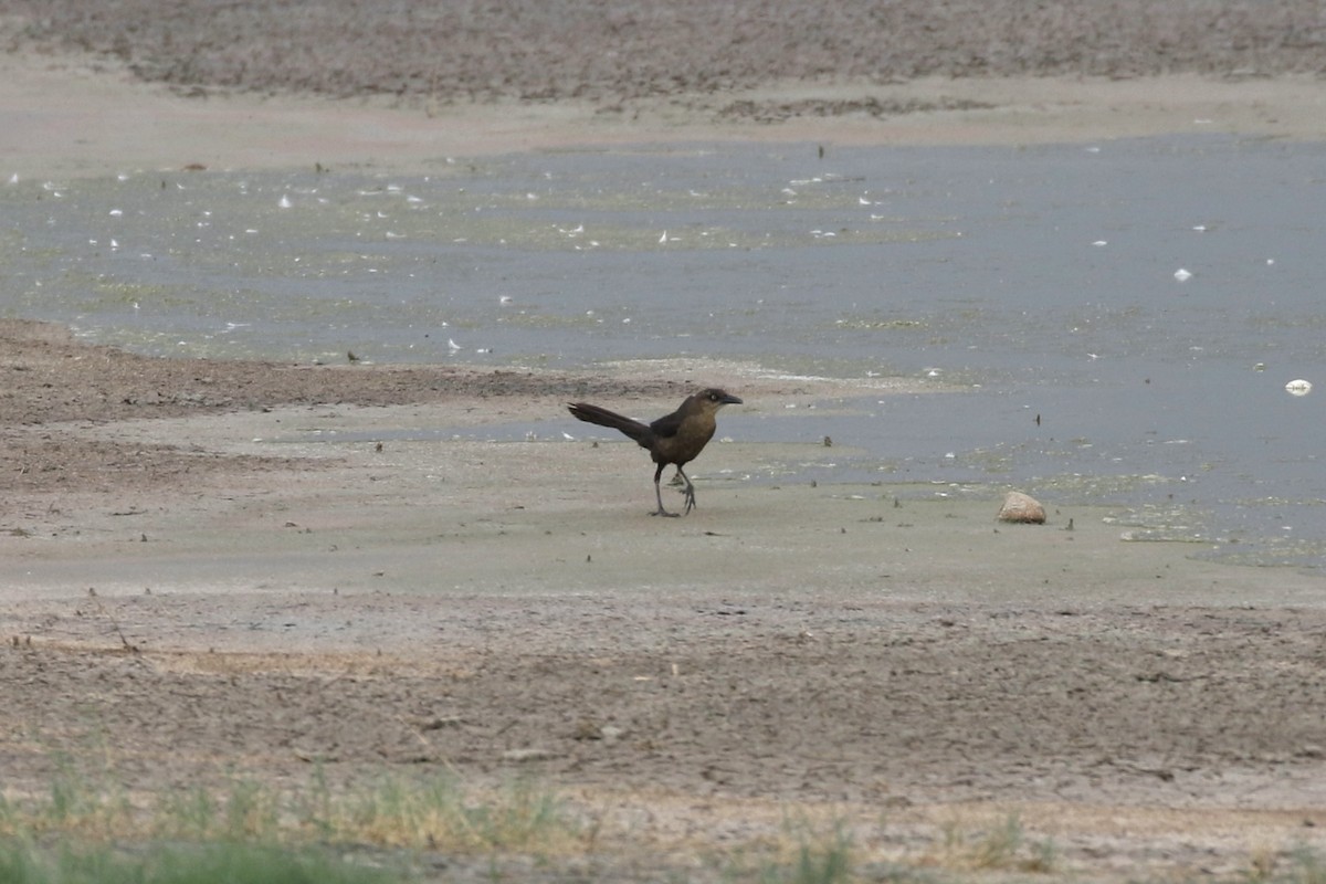 Great-tailed Grackle - ML639160810