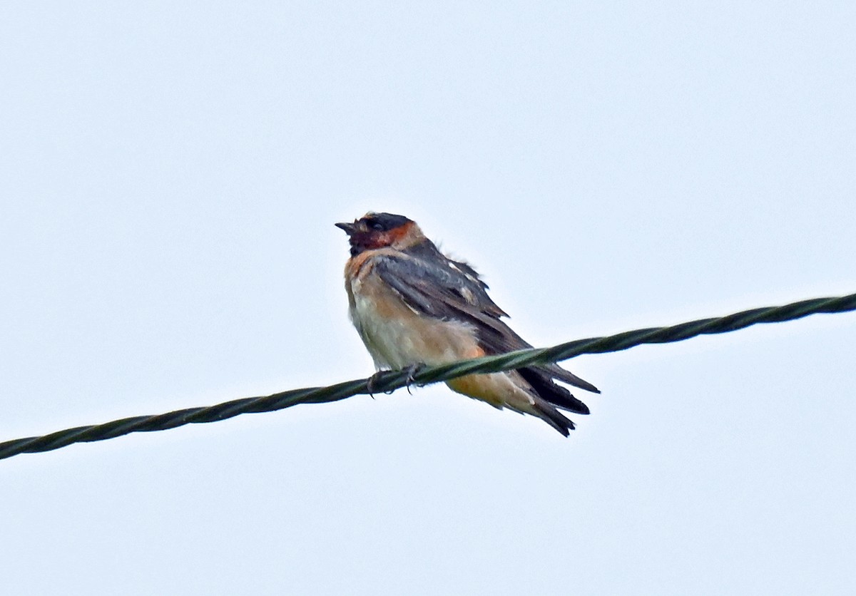 Cliff Swallow - ML639160816