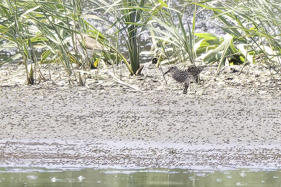 アメリカウズラシギ - ML639160817