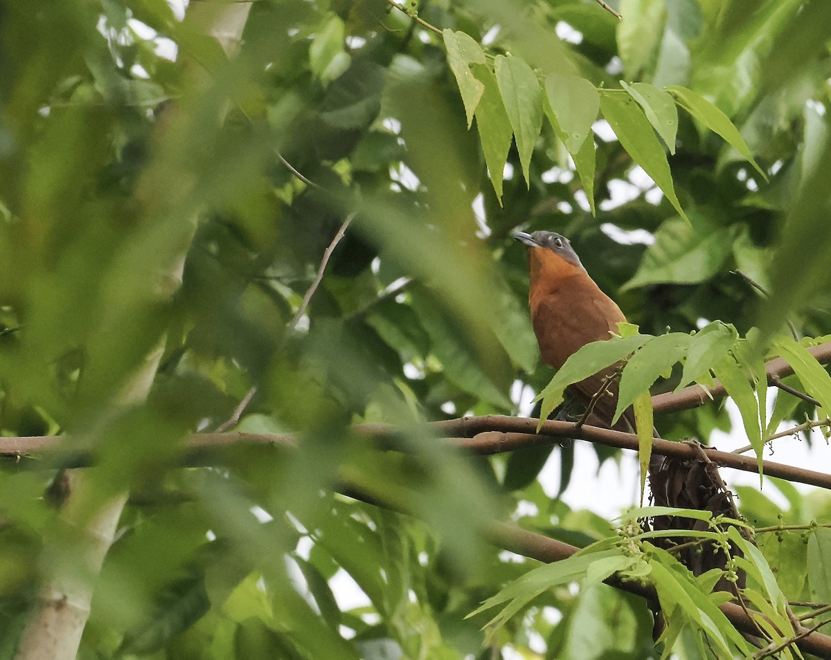 Gray-capped Cuckoo - ML639160888