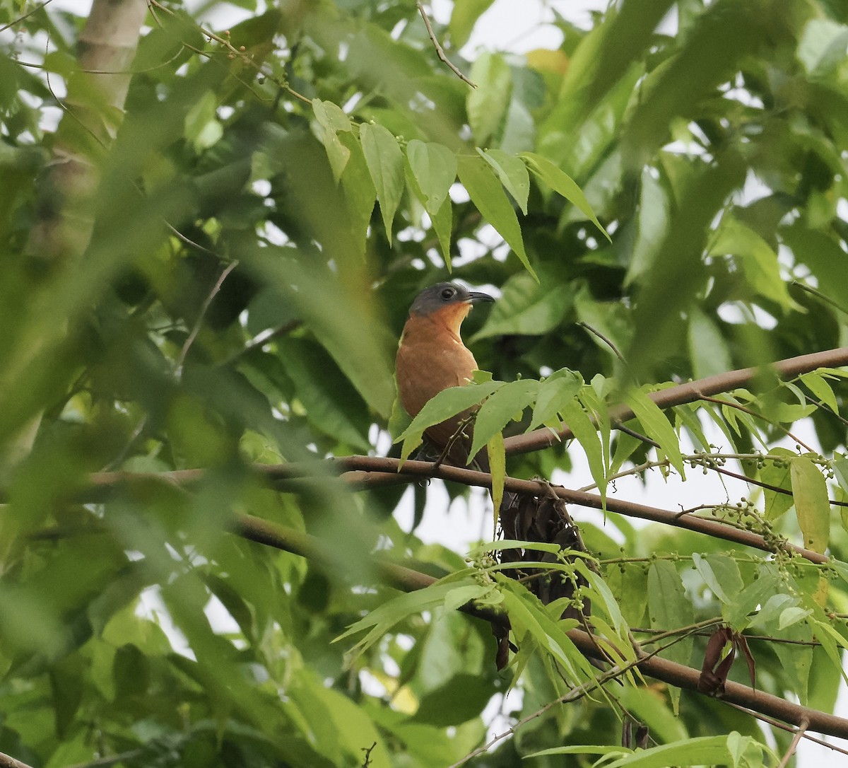 Gray-capped Cuckoo - ML639160889