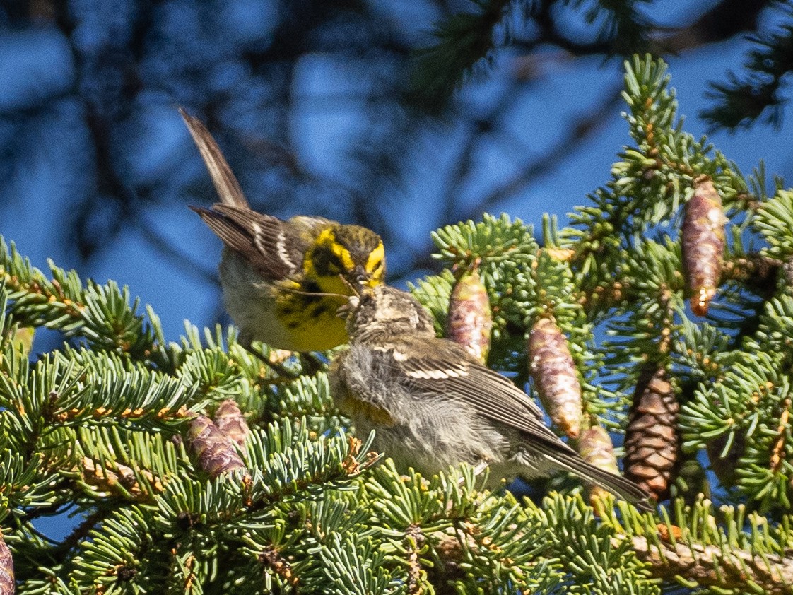 Townsend's Warbler - ML639161027