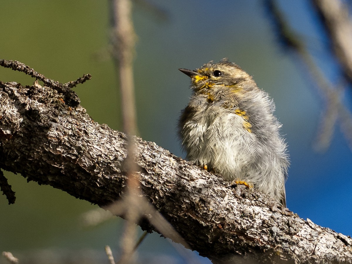 Townsend's Warbler - ML639161028