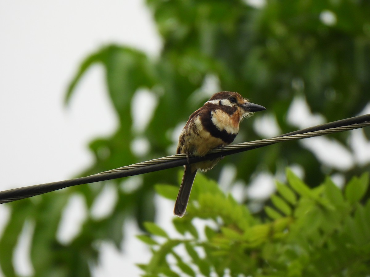Russet-throated Puffbird - ML639161044