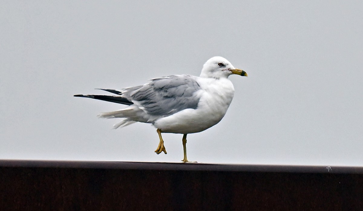 Ring-billed Gull - ML639161071