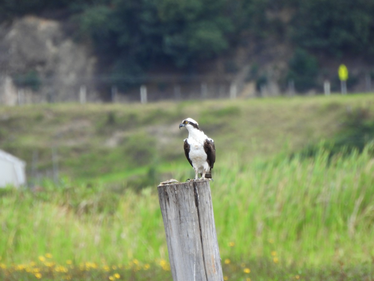 Osprey - ML639161075
