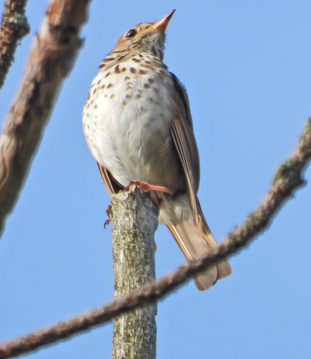 Hermit Thrush - ML639161092