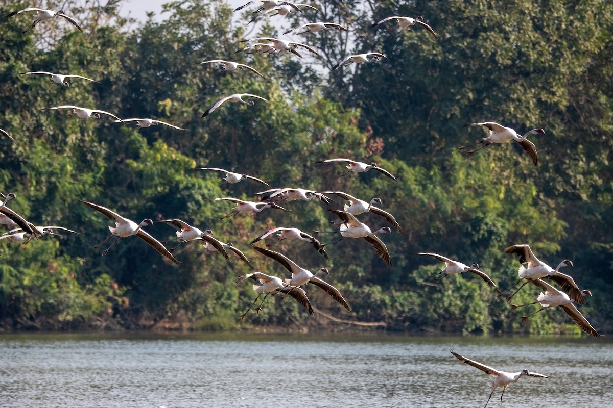 Lesser Flamingo - ML639161107