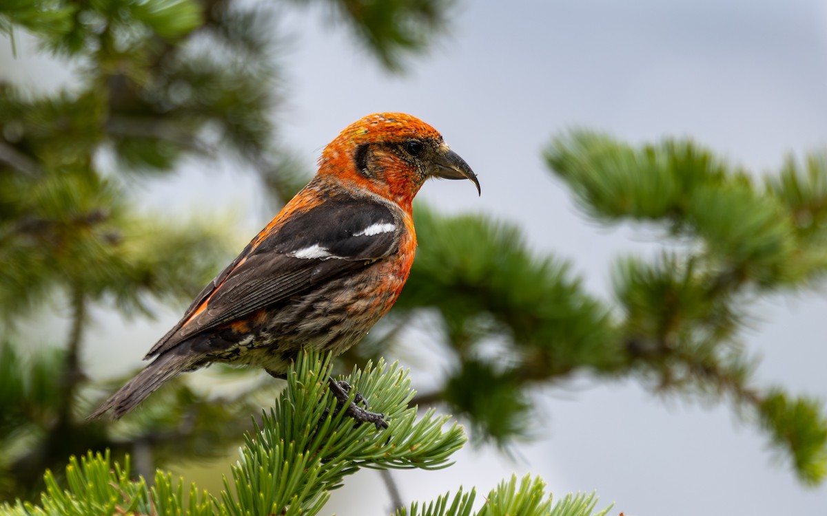 White-winged Crossbill - ML639161170