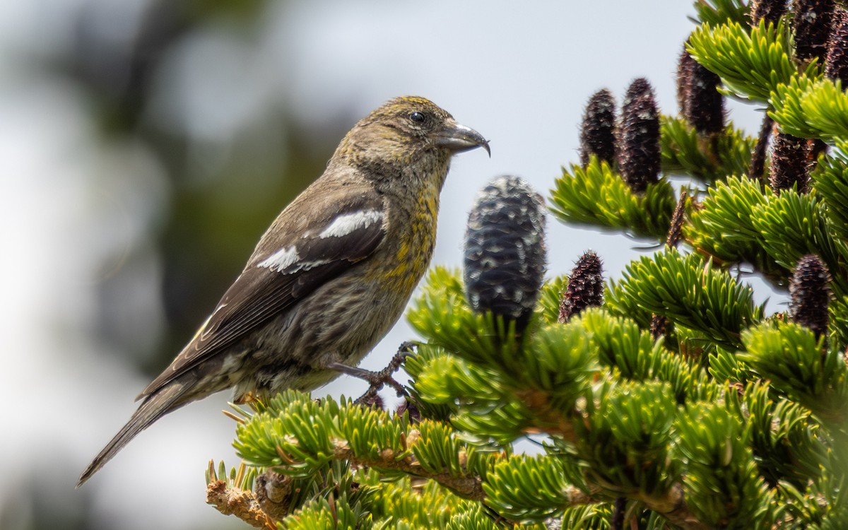 White-winged Crossbill - ML639161185