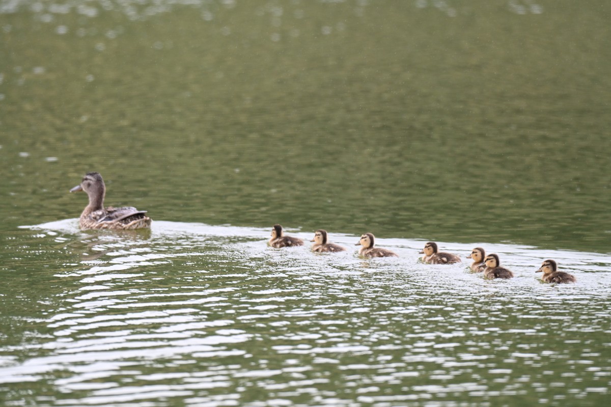 Canard colvert - ML639161249