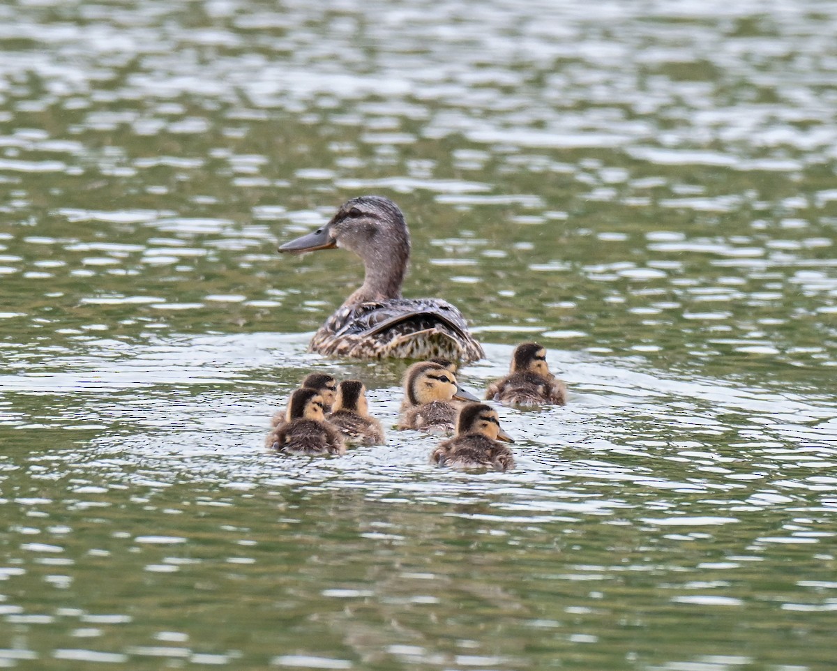 Canard colvert - ML639161257