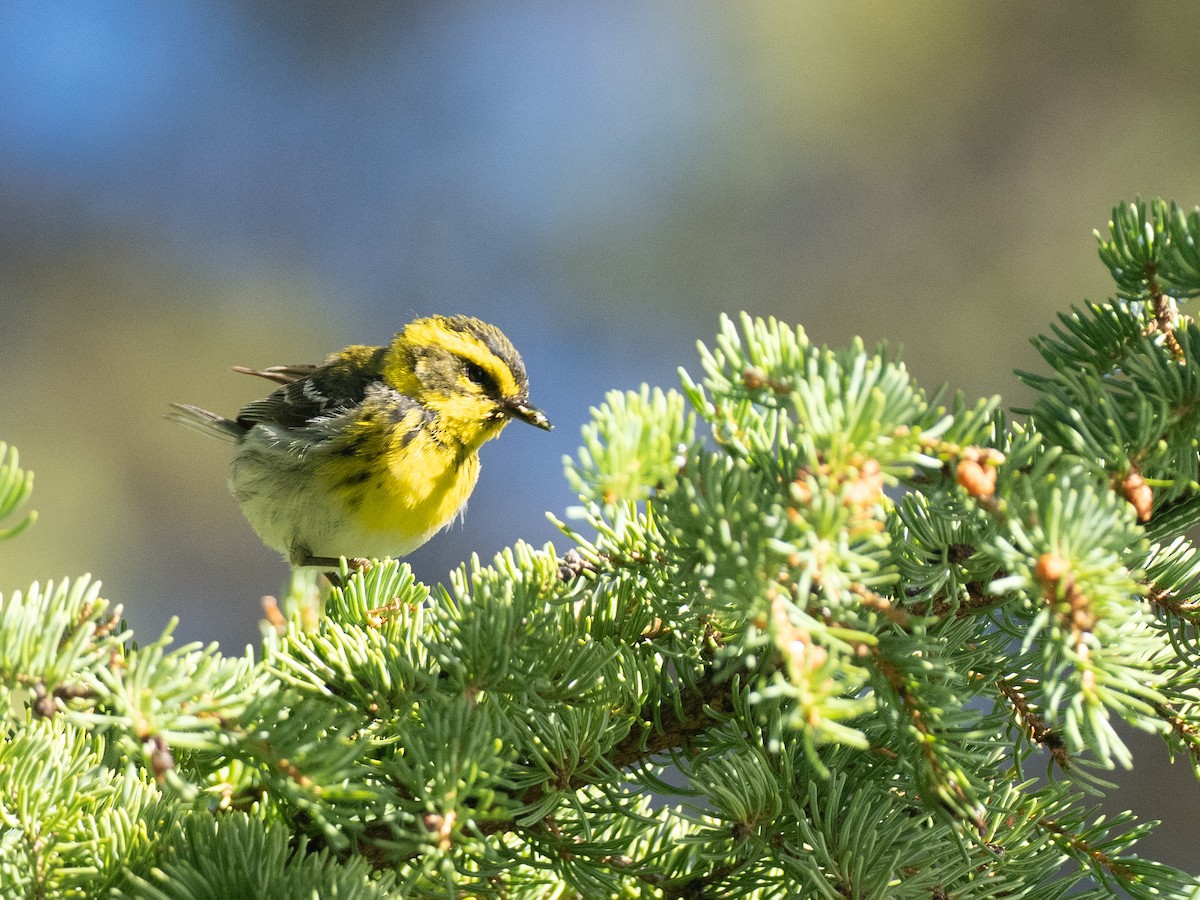 Townsend's Warbler - ML639161271