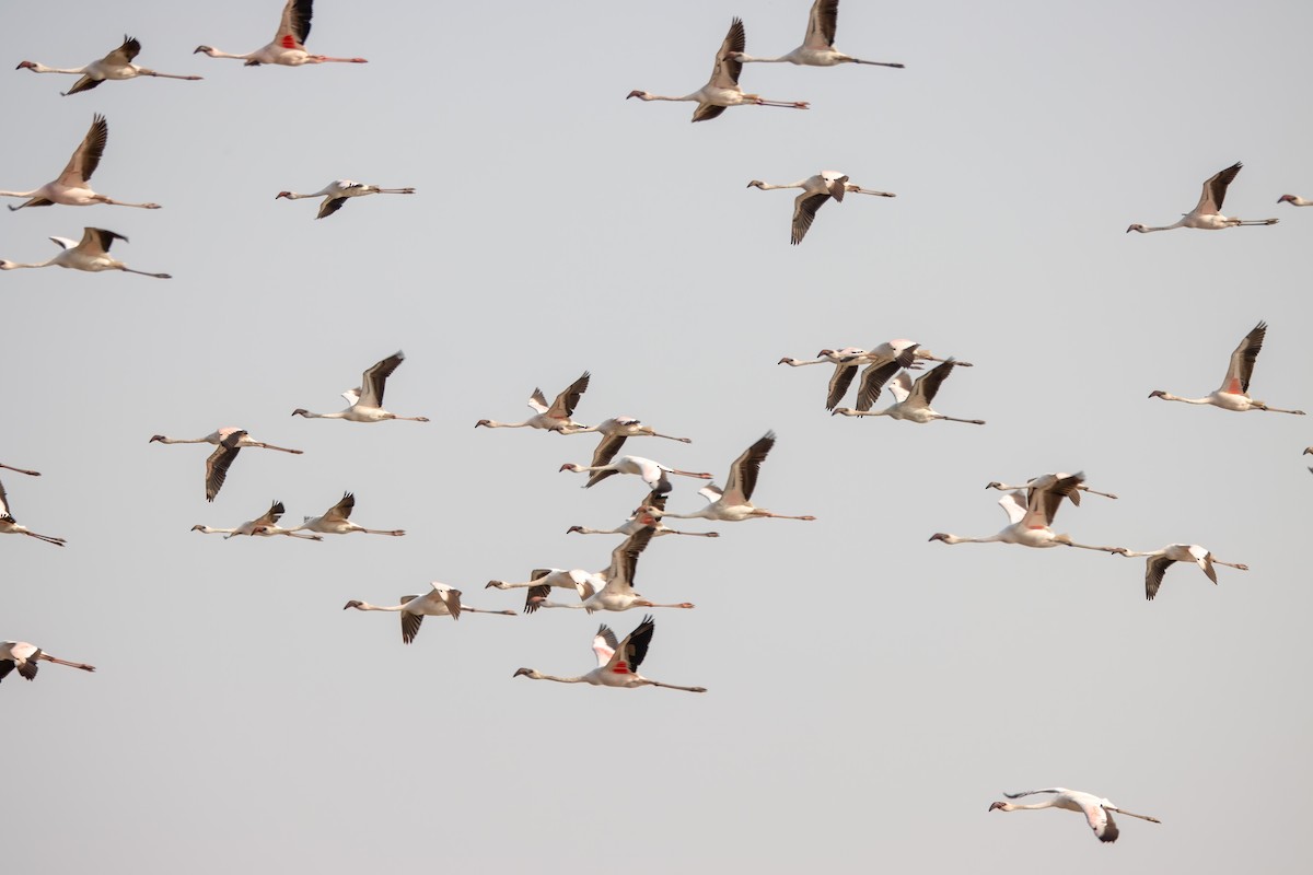 Lesser Flamingo - ML639161296
