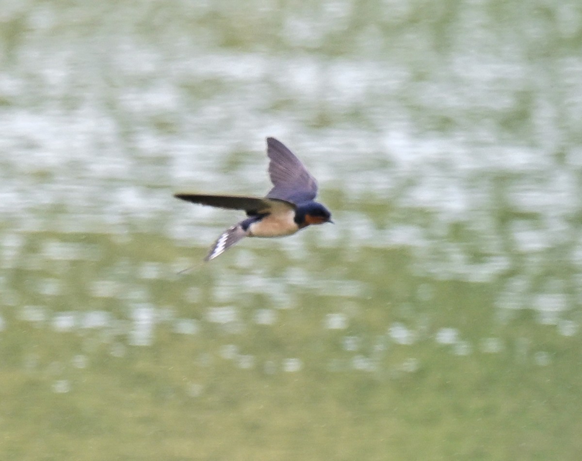 Hirondelle rustique - ML639161336