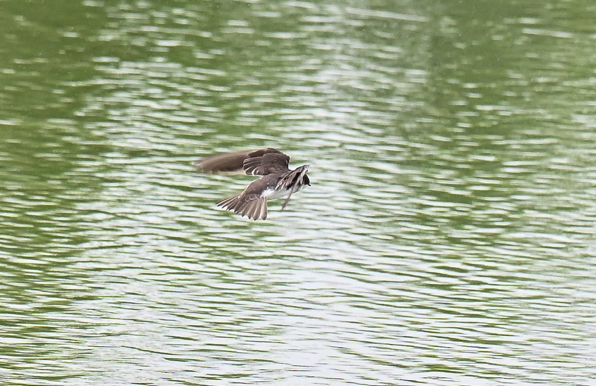 Hirondelle à ailes hérissées - ML639161369