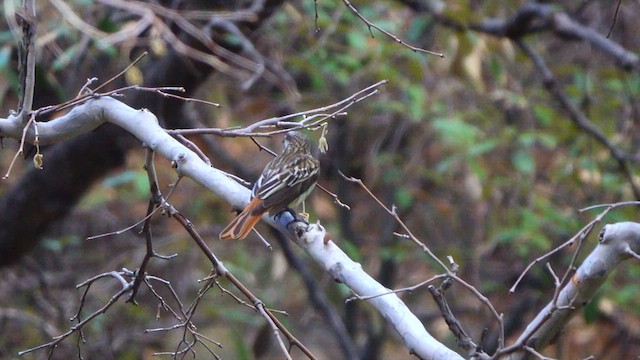 Sulphur-bellied Flycatcher - ML639161383