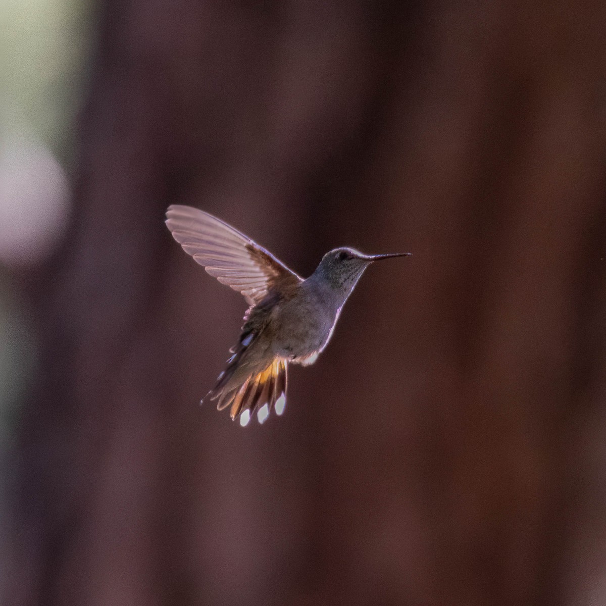 Broad-tailed Hummingbird - ML639161429