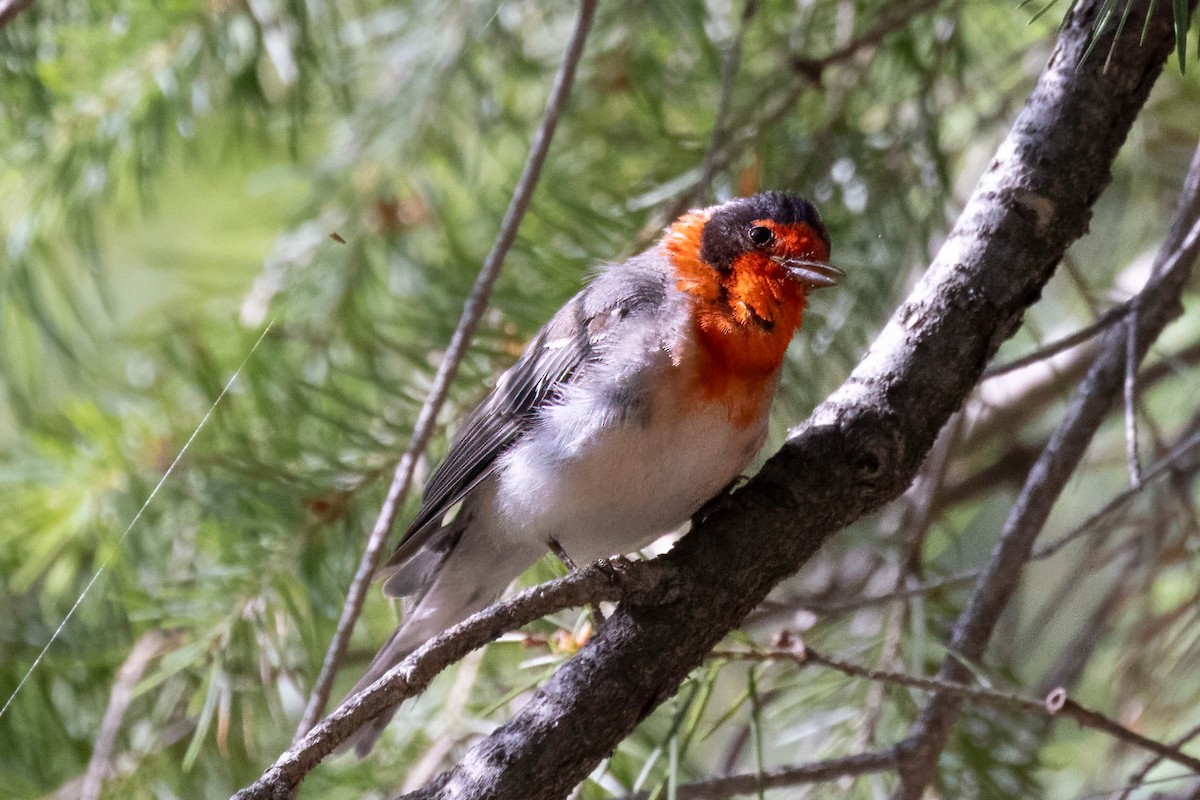 Red-faced Warbler - ML639161439