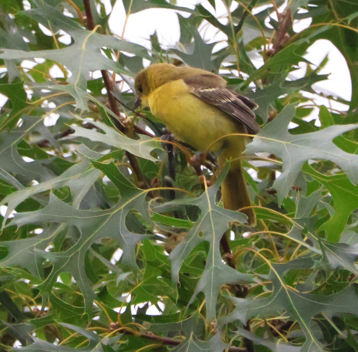 Orchard Oriole - ML639161520