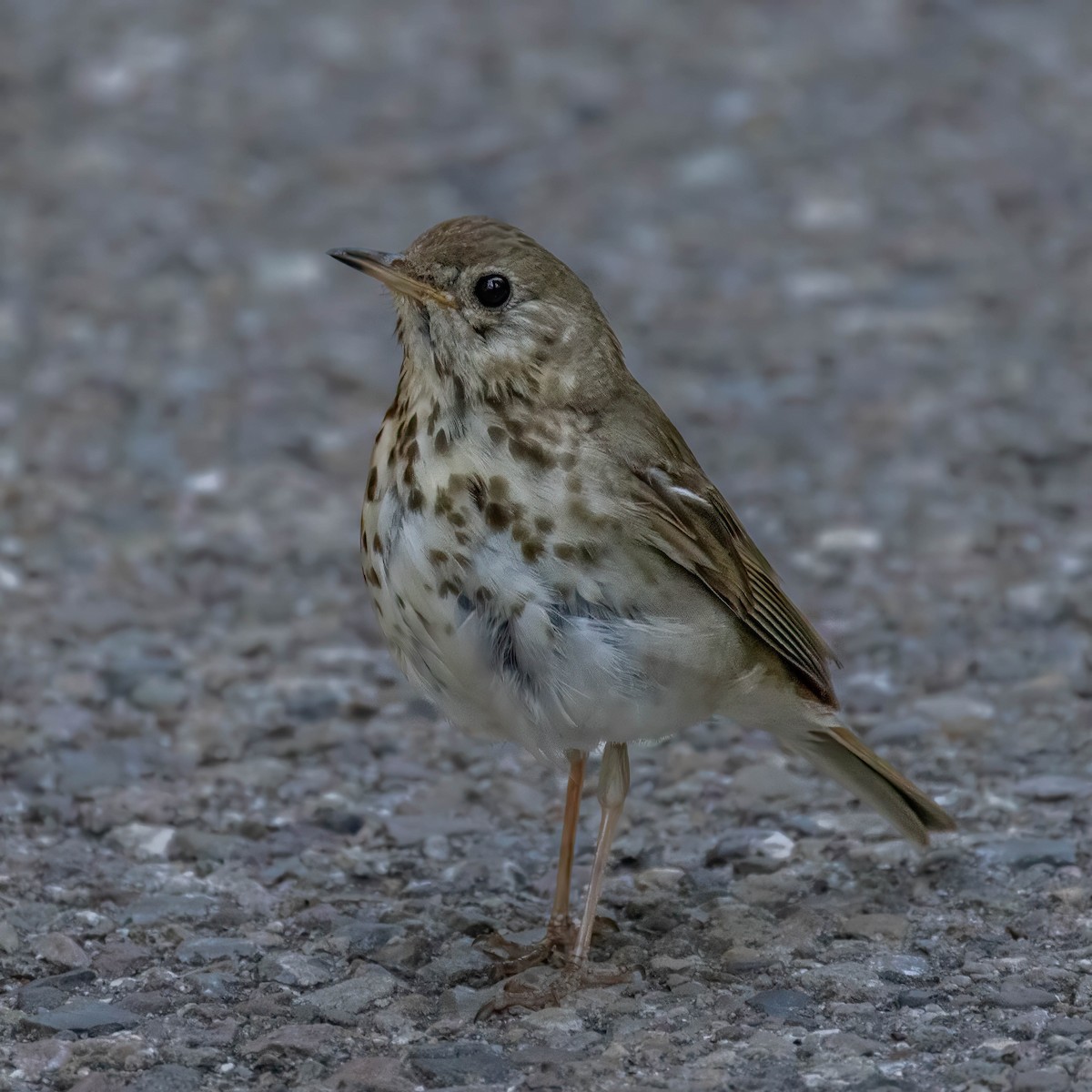 Hermit Thrush - ML639161527