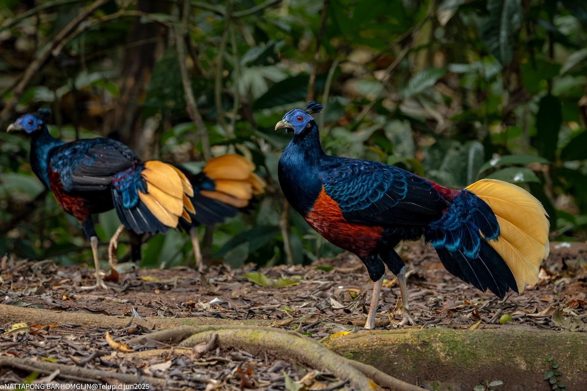 Bornean Crested Fireback - ML639161585