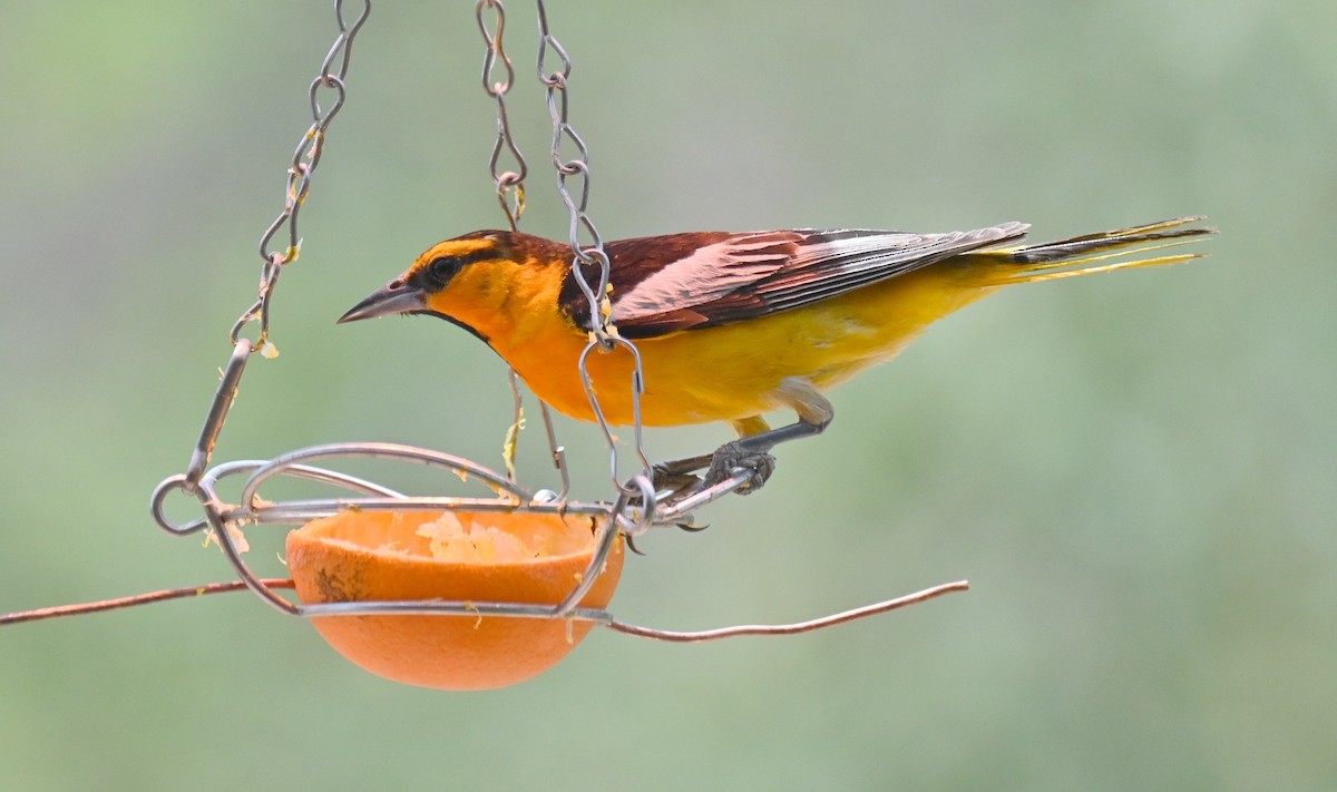 Bullock's Oriole - ML639161724