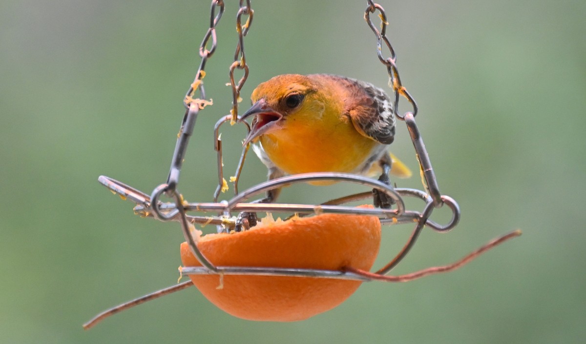 Bullock's Oriole - ML639161725