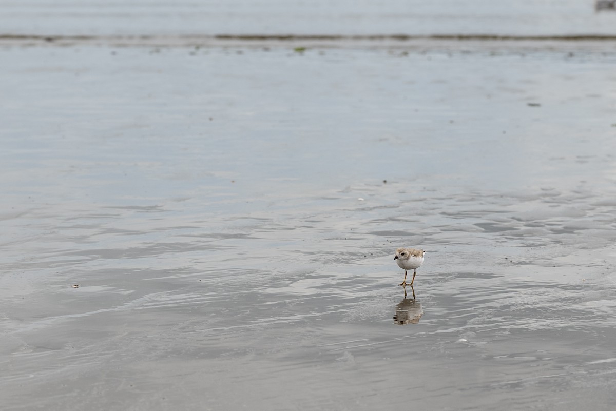 Piping Plover - ML639161830
