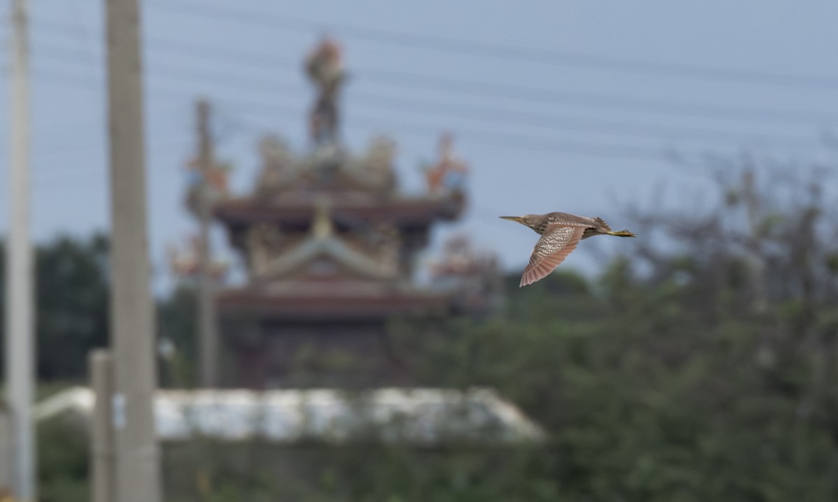 Cinnamon Bittern - ML639161875