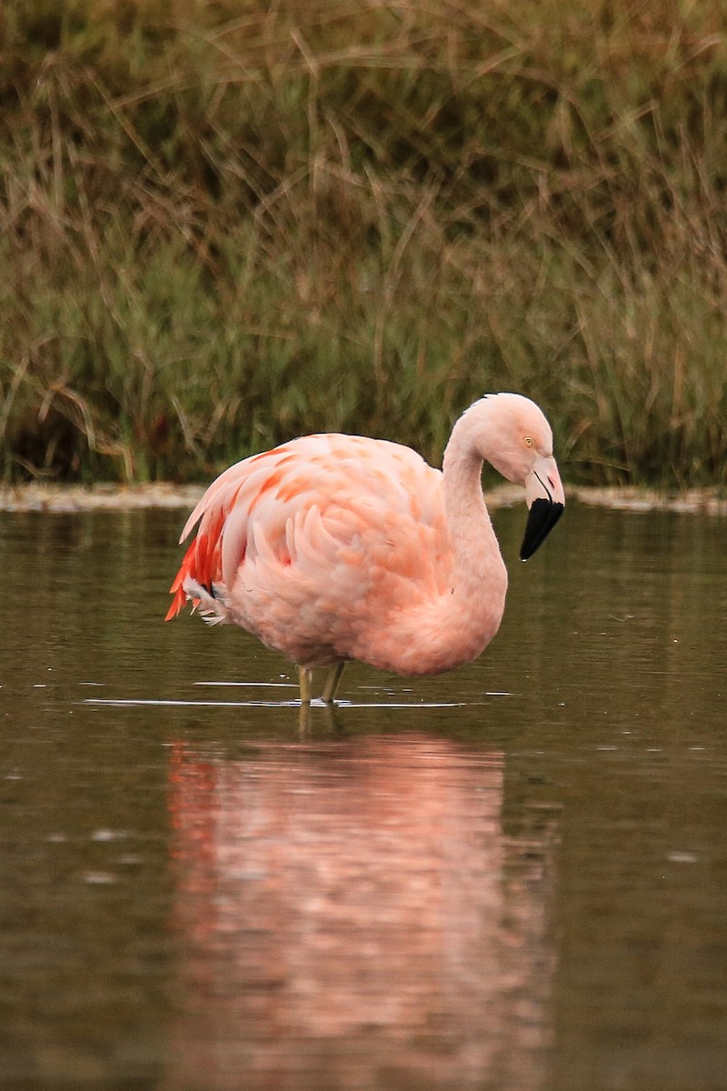 チリーフラミンゴ - ML639161879