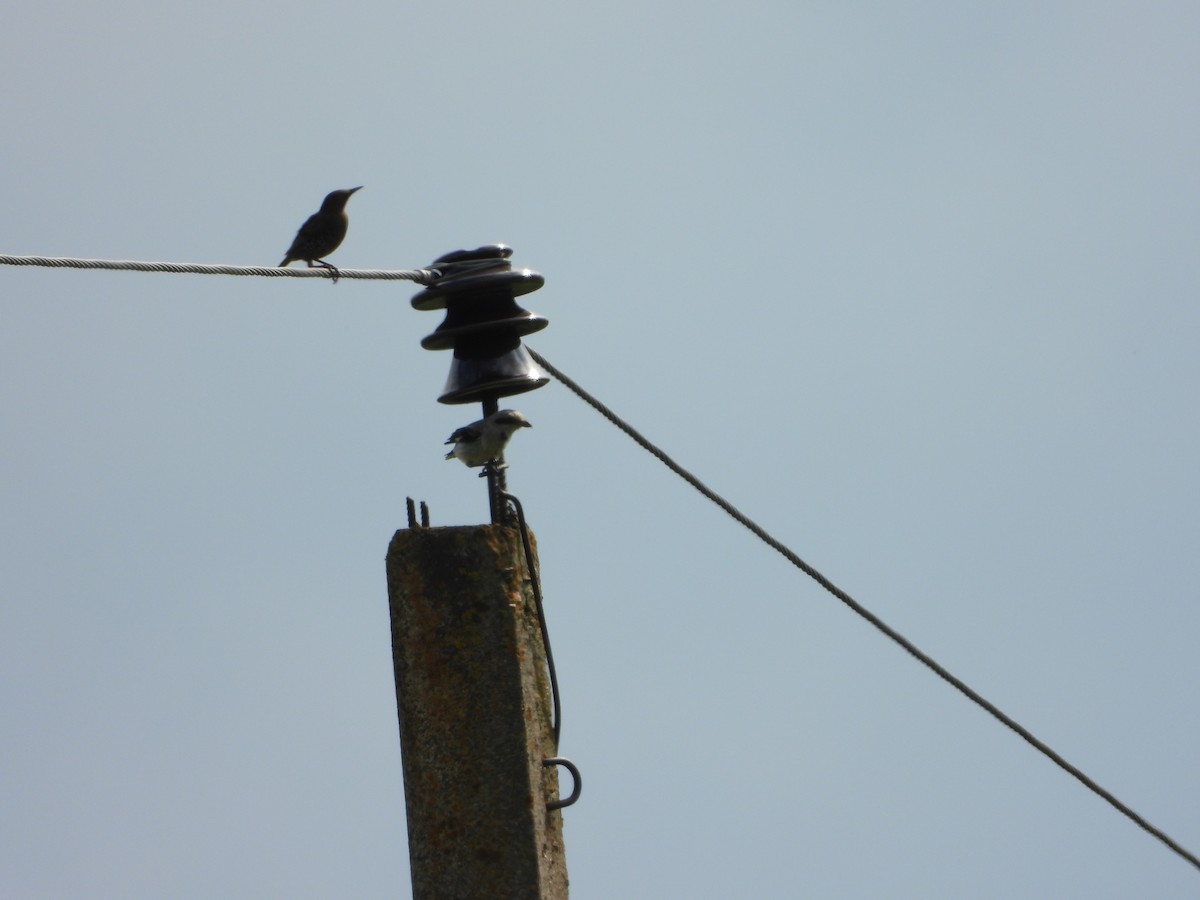 Great Gray Shrike - ML639161919