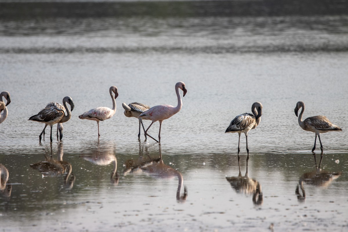Lesser Flamingo - ML639161979