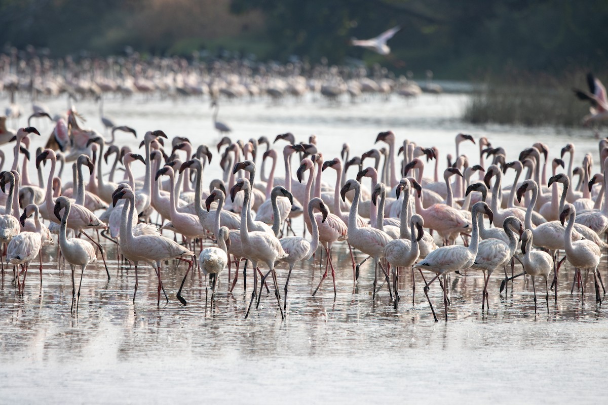 Lesser Flamingo - ML639161980
