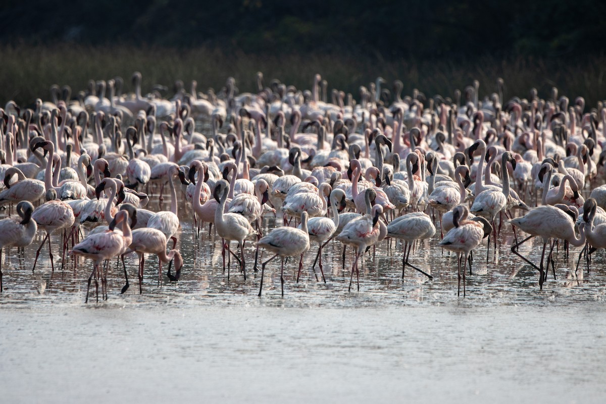 Lesser Flamingo - ML639161981
