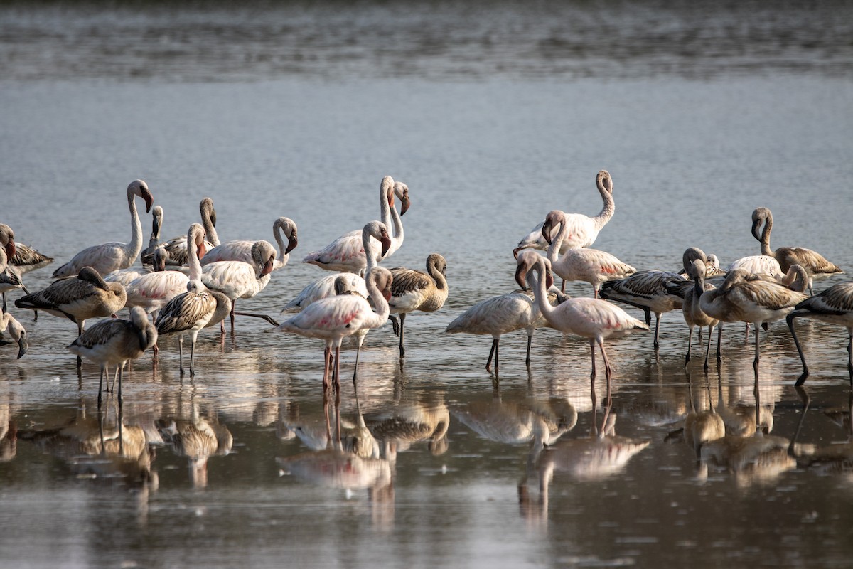 Lesser Flamingo - ML639161983