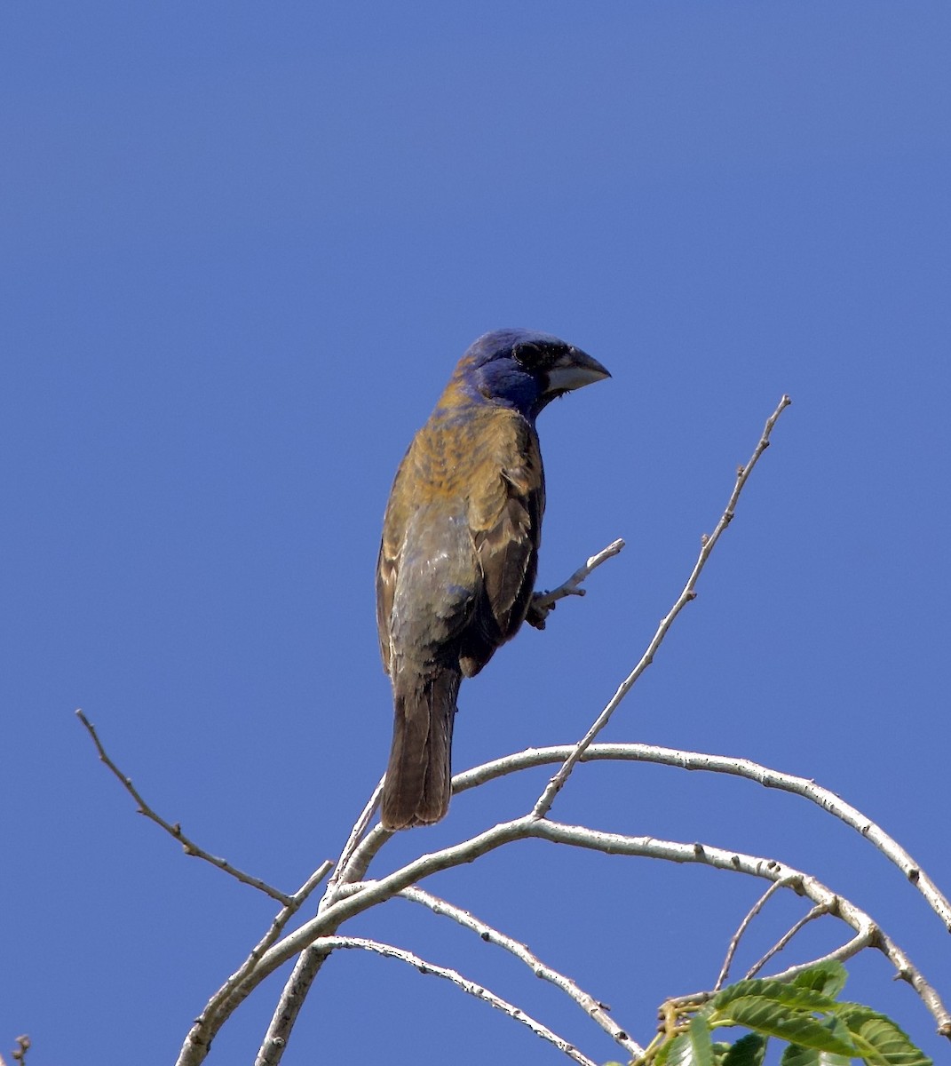 Blue Grosbeak - ML639162010