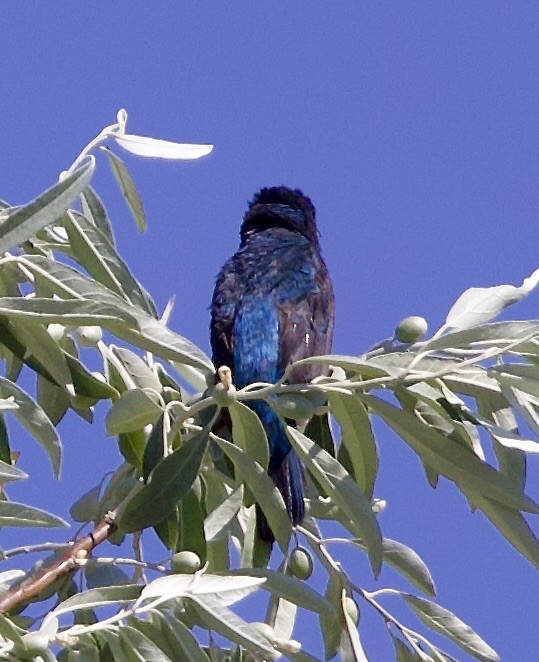 Indigo Bunting - ML639162061
